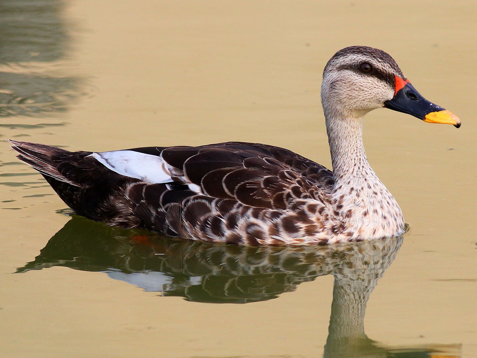 Indian Spot-billed Duck